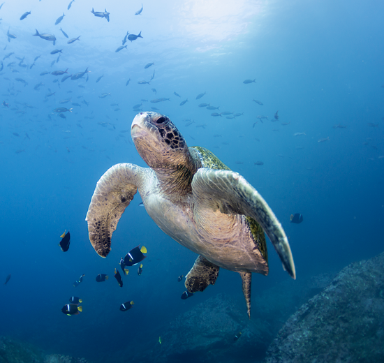 Nuevo plan combinado Punta Centinela + Islas Galápagos