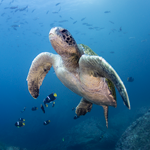 Nuevo plan combinado Punta Centinela + Islas Galápagos